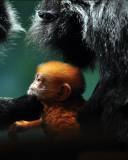 Das Baby Monkey With Parents Wallpaper 128x160