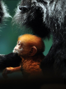 Обои Baby Monkey With Parents 132x176