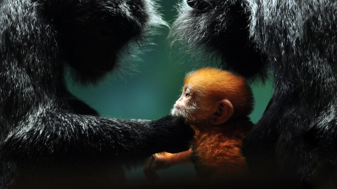 Обои Baby Monkey With Parents 1366x768