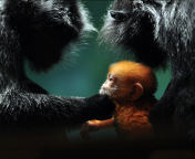 Das Baby Monkey With Parents Wallpaper 176x144