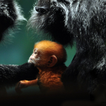 Screenshot №1 pro téma Baby Monkey With Parents 208x208