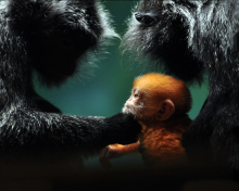 Fondo de pantalla Baby Monkey With Parents 220x176