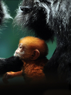 Обои Baby Monkey With Parents 240x320