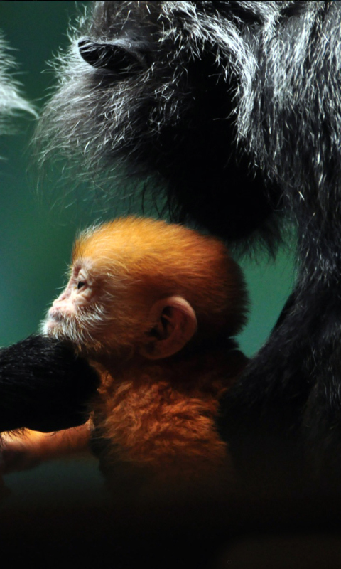 Sfondi Baby Monkey With Parents 480x800