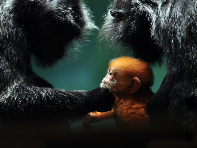 Обои Baby Monkey With Parents 640x480