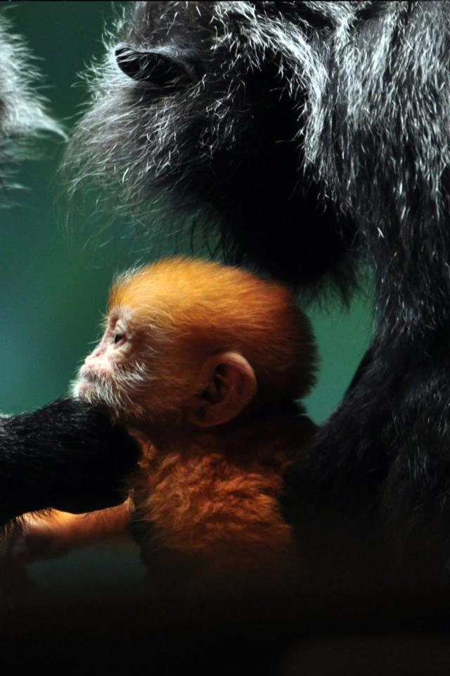 Обои Baby Monkey With Parents 640x960