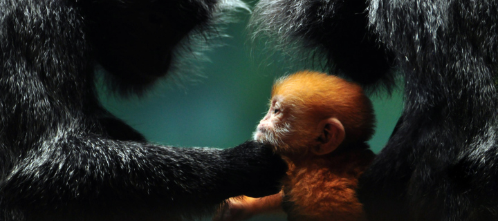 Обои Baby Monkey With Parents 720x320