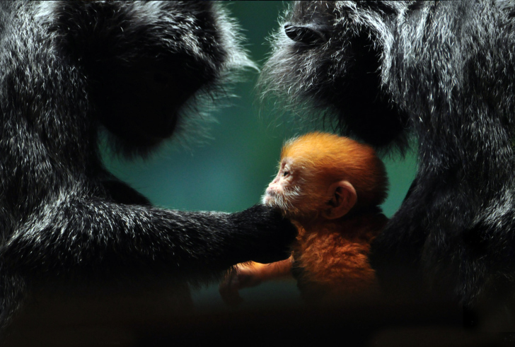 Das Baby Monkey With Parents Wallpaper