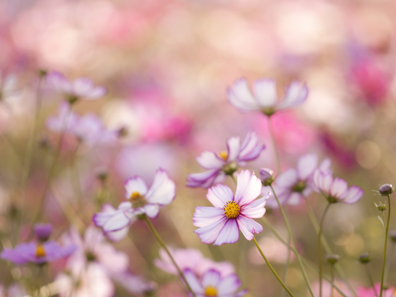 Обои Field Of White And Pink Petals 1280x960