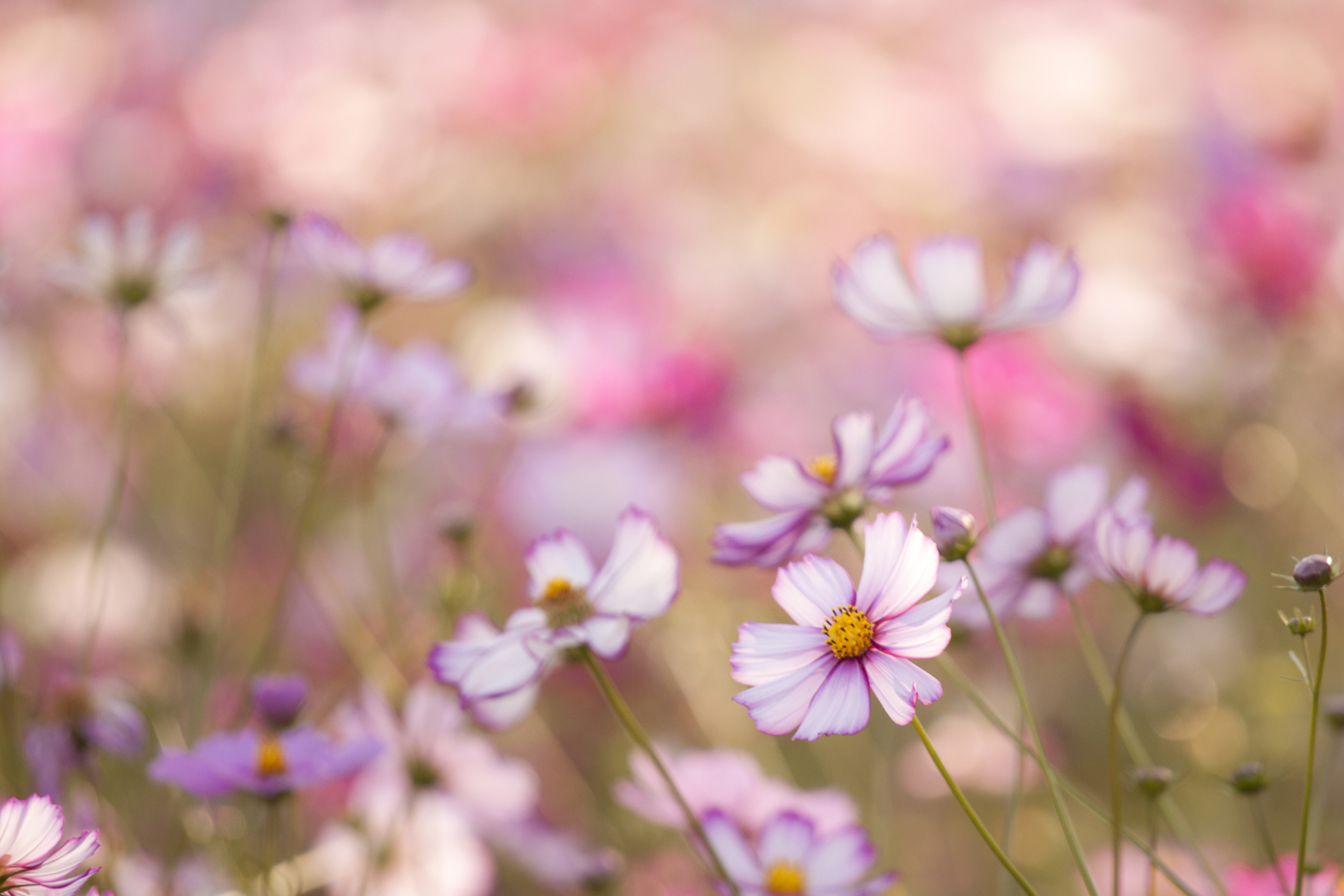 Обои Field Of White And Pink Petals 2880x1920