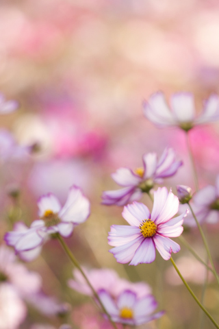 Field Of White And Pink Petals wallpaper 320x480