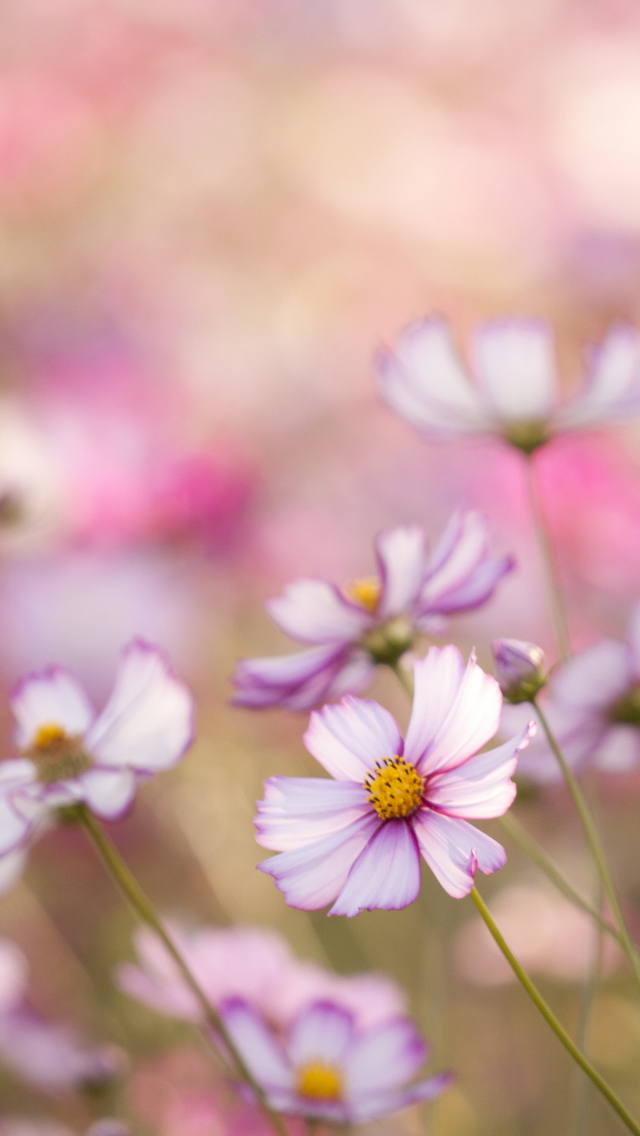 Обои Field Of White And Pink Petals 640x1136