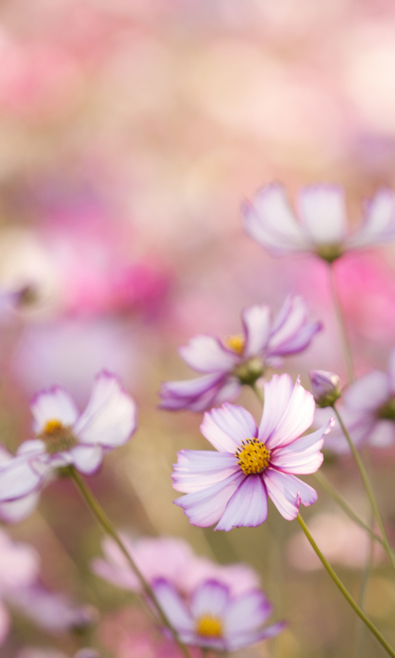 Обои Field Of White And Pink Petals 768x1280