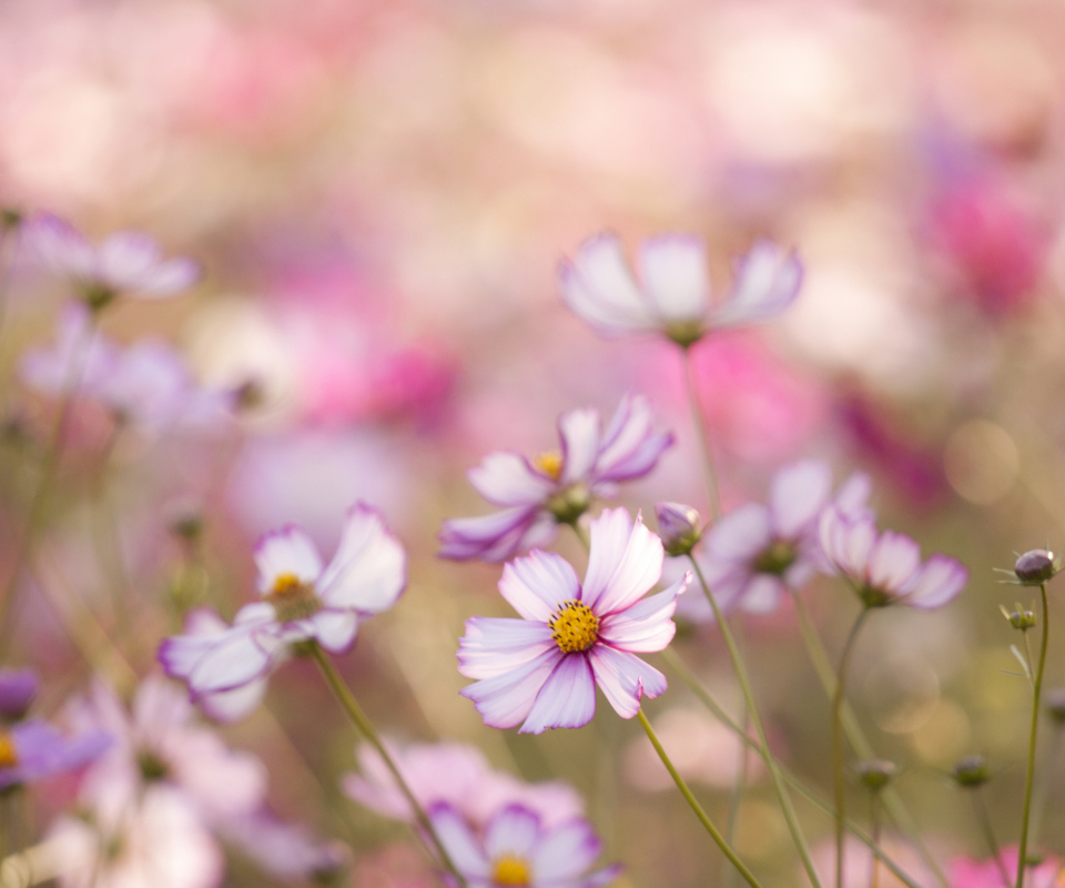 Field Of White And Pink Petals wallpaper 960x800