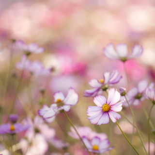 Kostenloses Field Of White And Pink Petals Wallpaper für 208x208