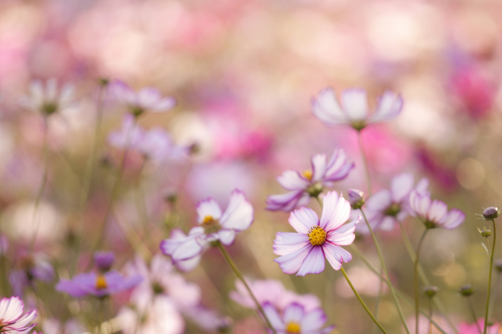 Field Of White And Pink Petals wallpaper