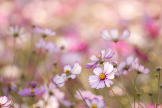 Field Of White And Pink Petals - Obrázkek zdarma 