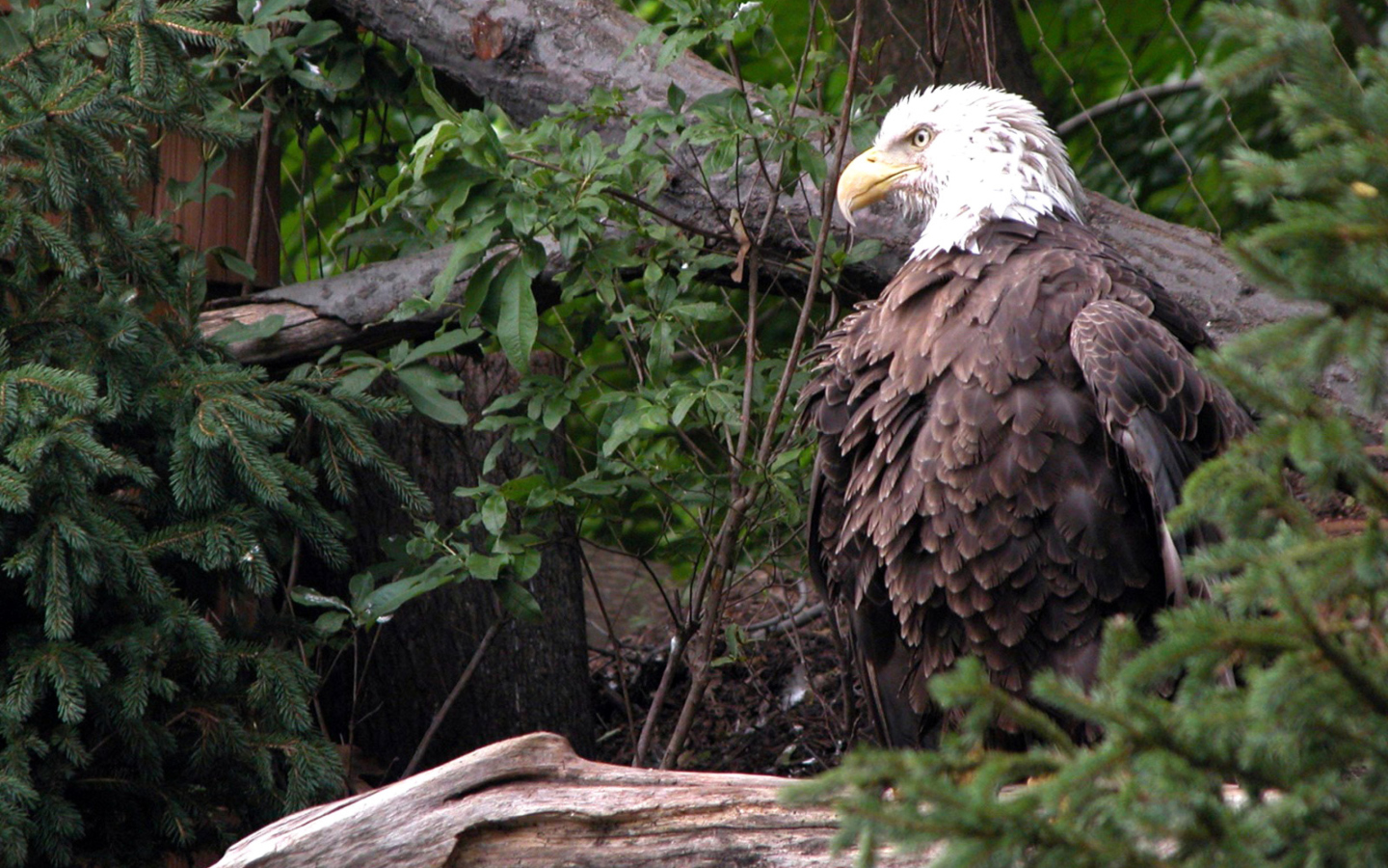 Fondo de pantalla Bird Of Prey 1440x900