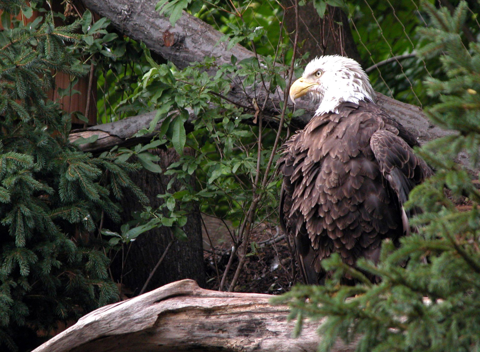 Fondo de pantalla Bird Of Prey 1920x1408