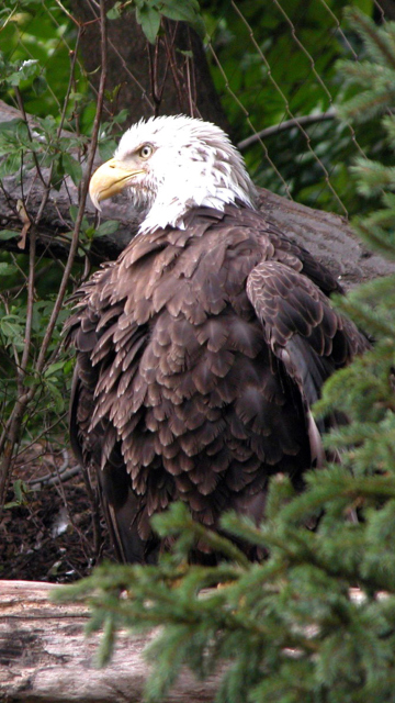 Bird Of Prey screenshot #1 360x640