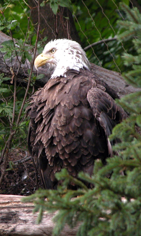 Bird Of Prey wallpaper 480x800