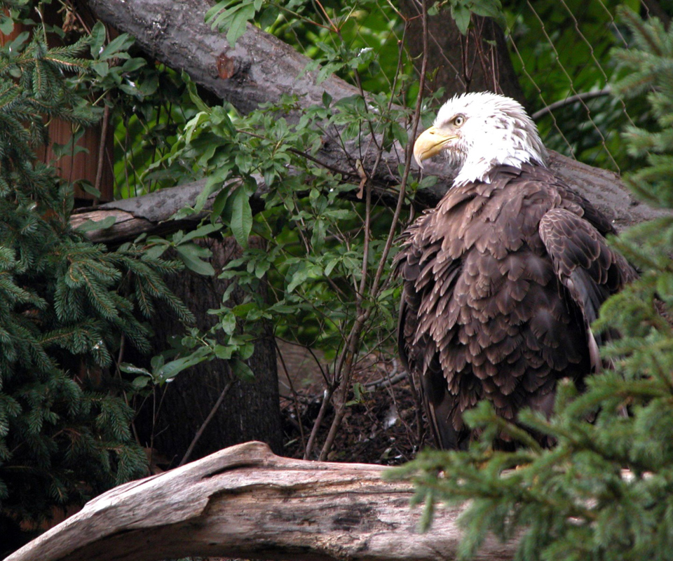 Das Bird Of Prey Wallpaper 960x800