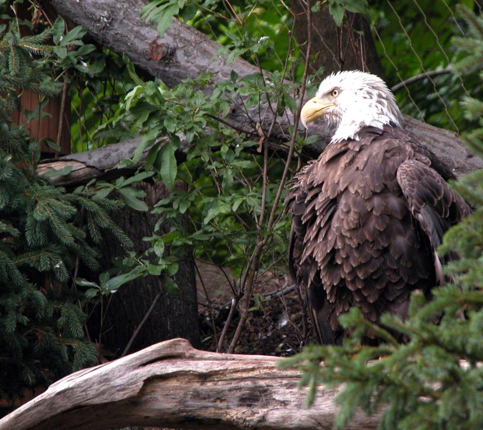 Bird Of Prey wallpaper 960x854