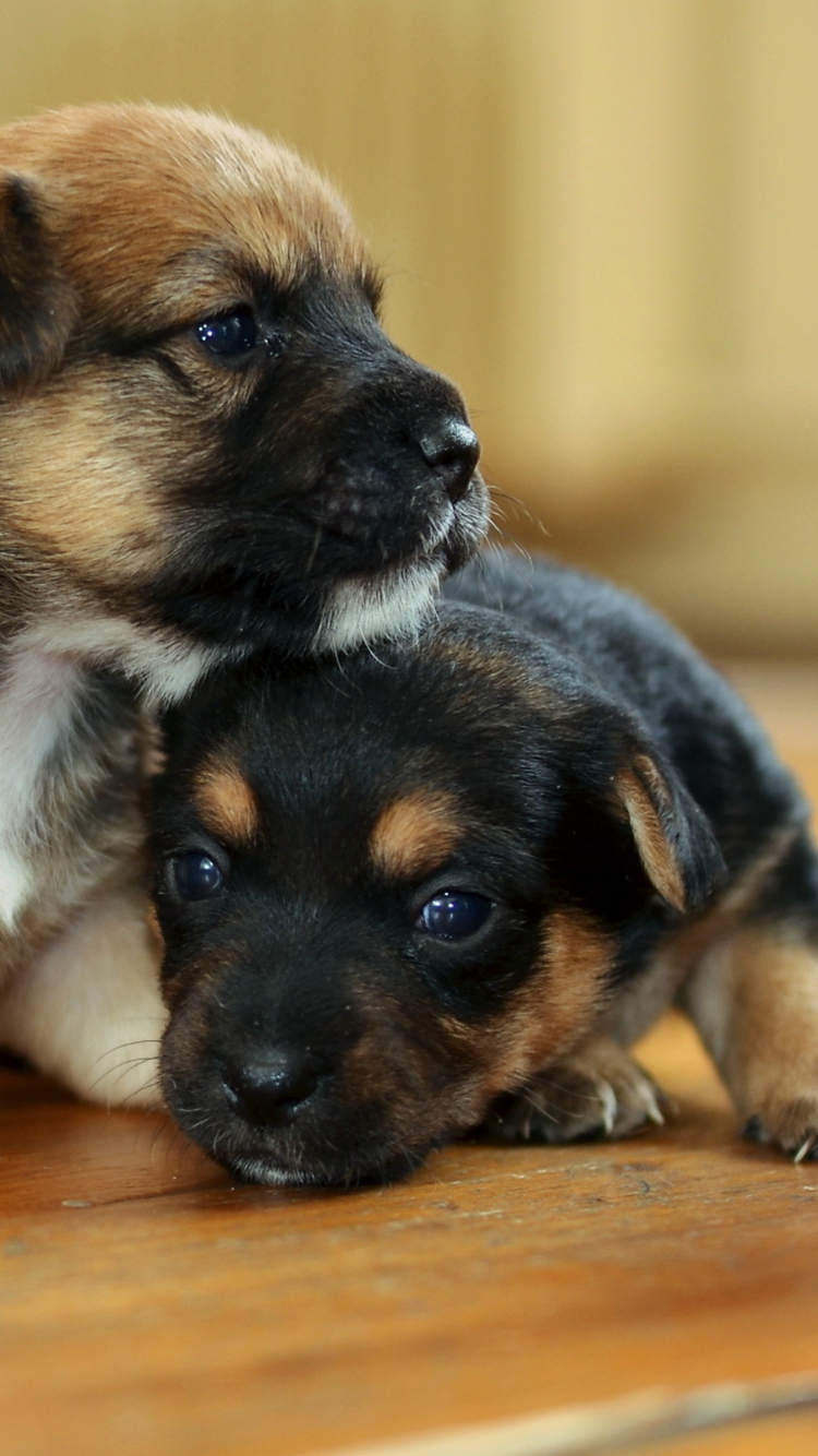 Screenshot №1 pro téma Two Cute Puppies 750x1334