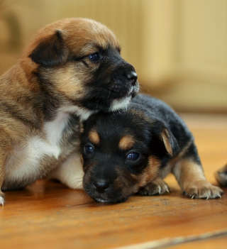Kostenloses Two Cute Puppies Wallpaper für iPad 3