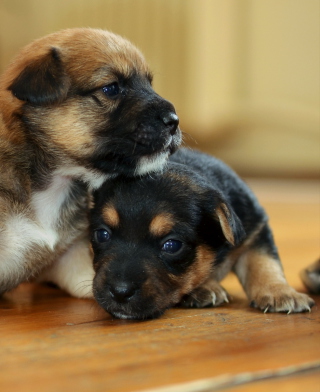 Two Cute Puppies - Obrázkek zdarma pro Nokia Asha 306