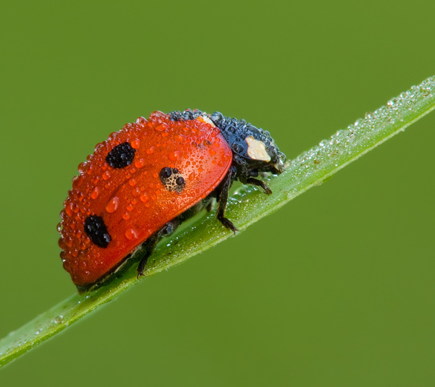 Fondo de pantalla Ladybug 1440x1280