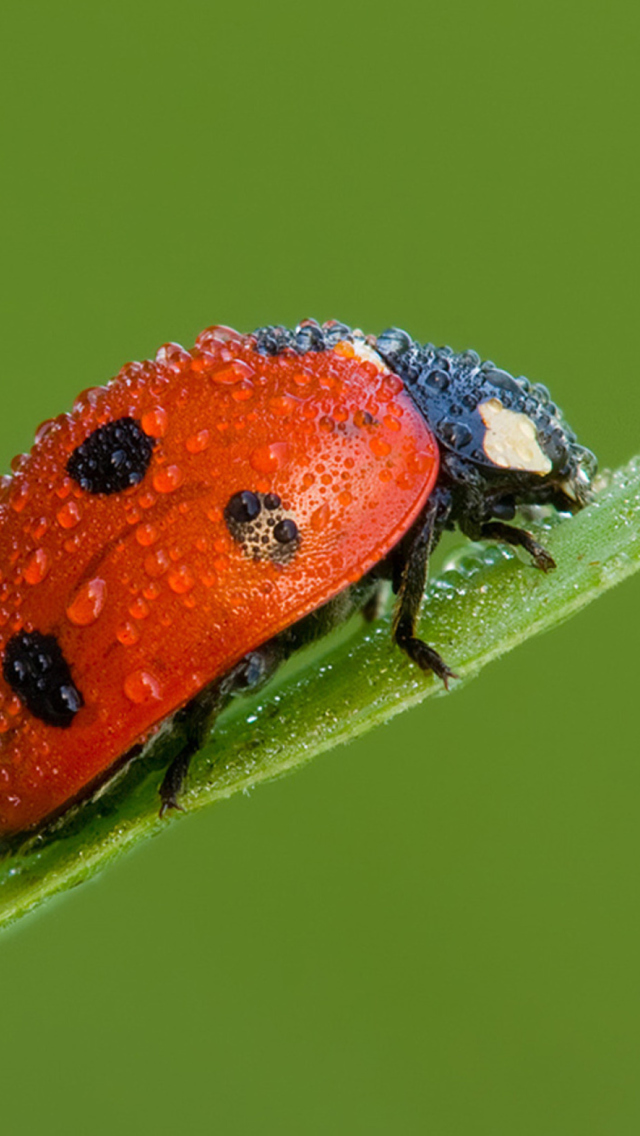Ladybug wallpaper 640x1136