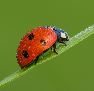 Ladybug - Obrázkek zdarma pro 128x128