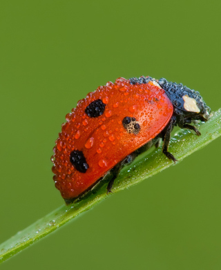 Ladybug - Obrázkek zdarma pro Nokia Asha 306