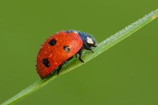 Ladybug - Obrázkek zdarma pro Nokia Asha 201