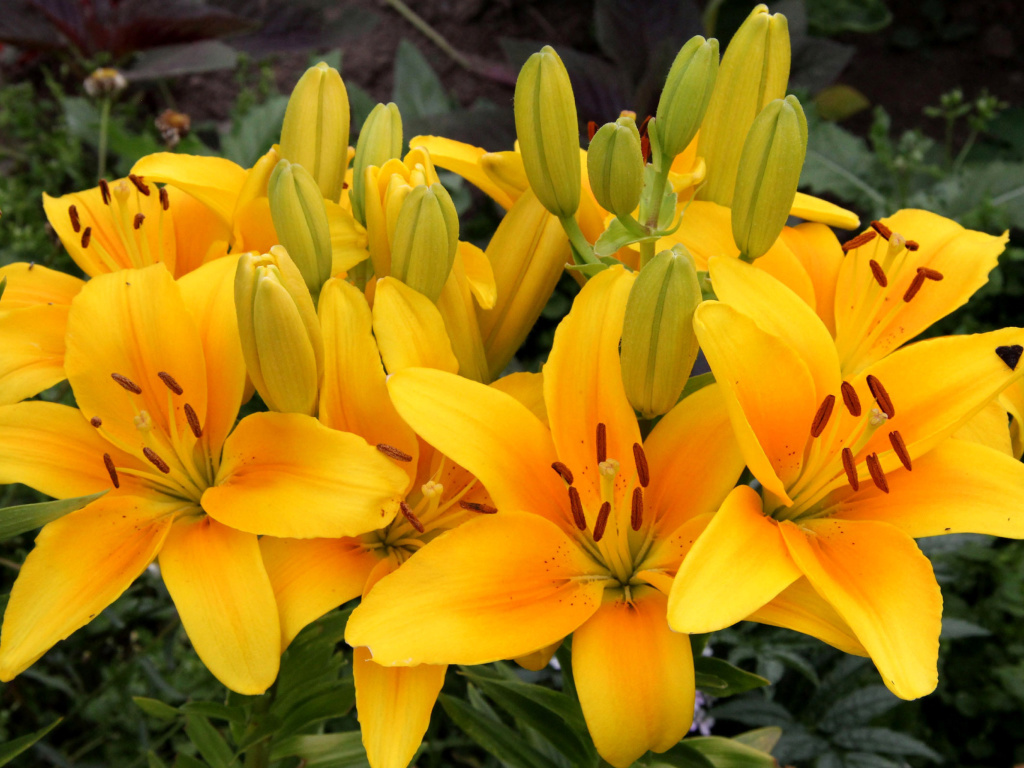 Обои Yellow Lilies 1024x768