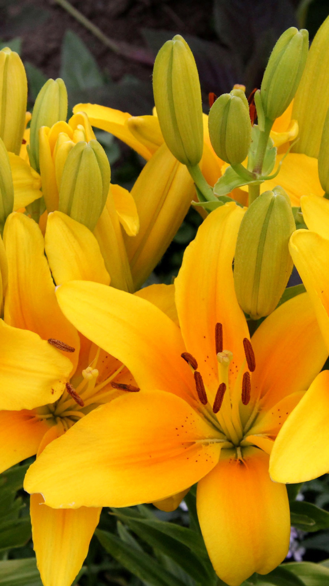 Обои Yellow Lilies 1080x1920