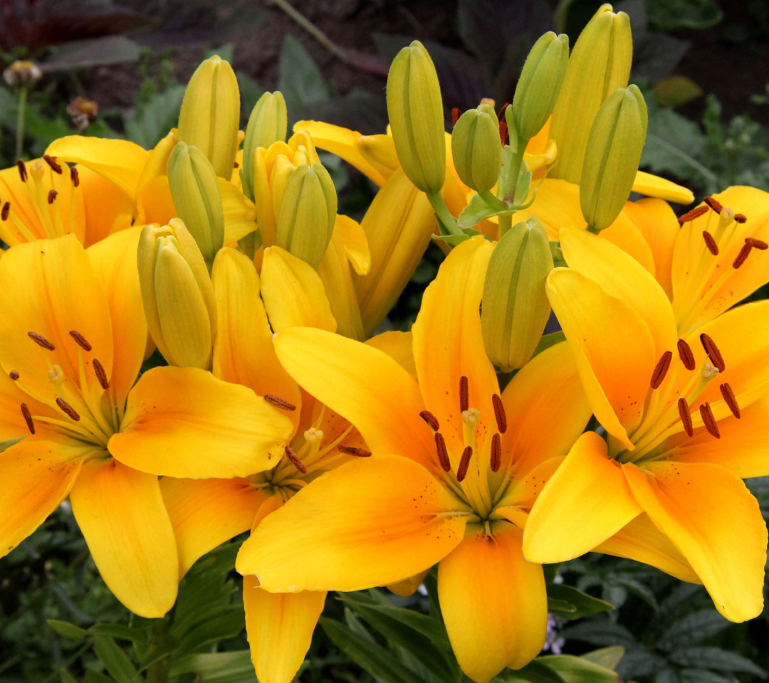 Das Yellow Lilies Wallpaper 1080x960