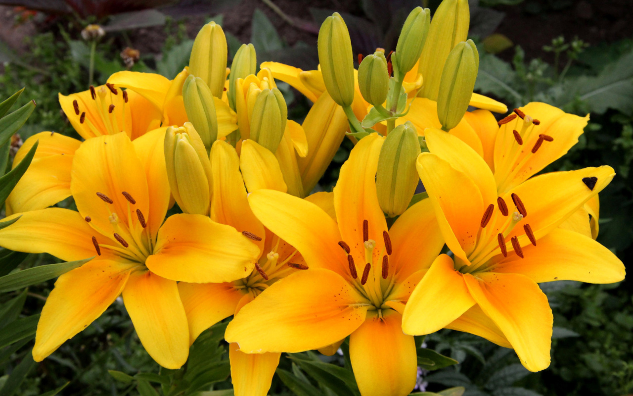 Yellow Lilies screenshot #1 1280x800