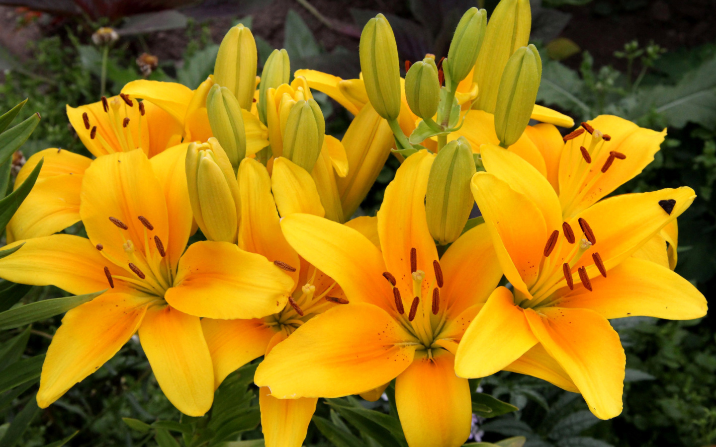 Sfondi Yellow Lilies 1440x900