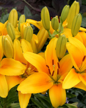 Обои Yellow Lilies 176x220