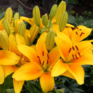 Yellow Lilies - Obrázkek zdarma pro 2048x2048