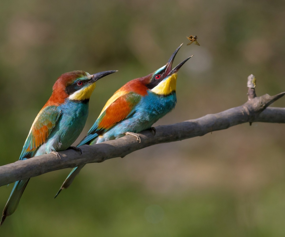 Birds And Insect screenshot #1 960x800