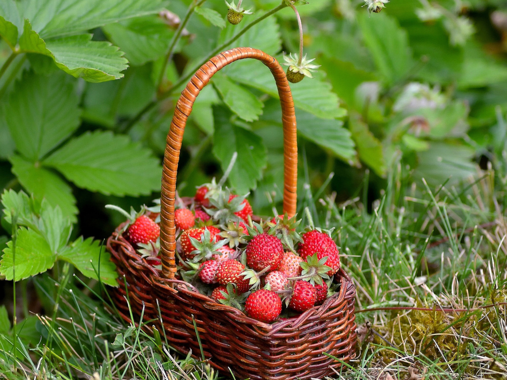 Sfondi Virginia Strawberry Basket 1024x768