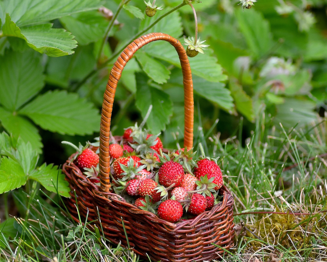 Fondo de pantalla Virginia Strawberry Basket 1280x1024