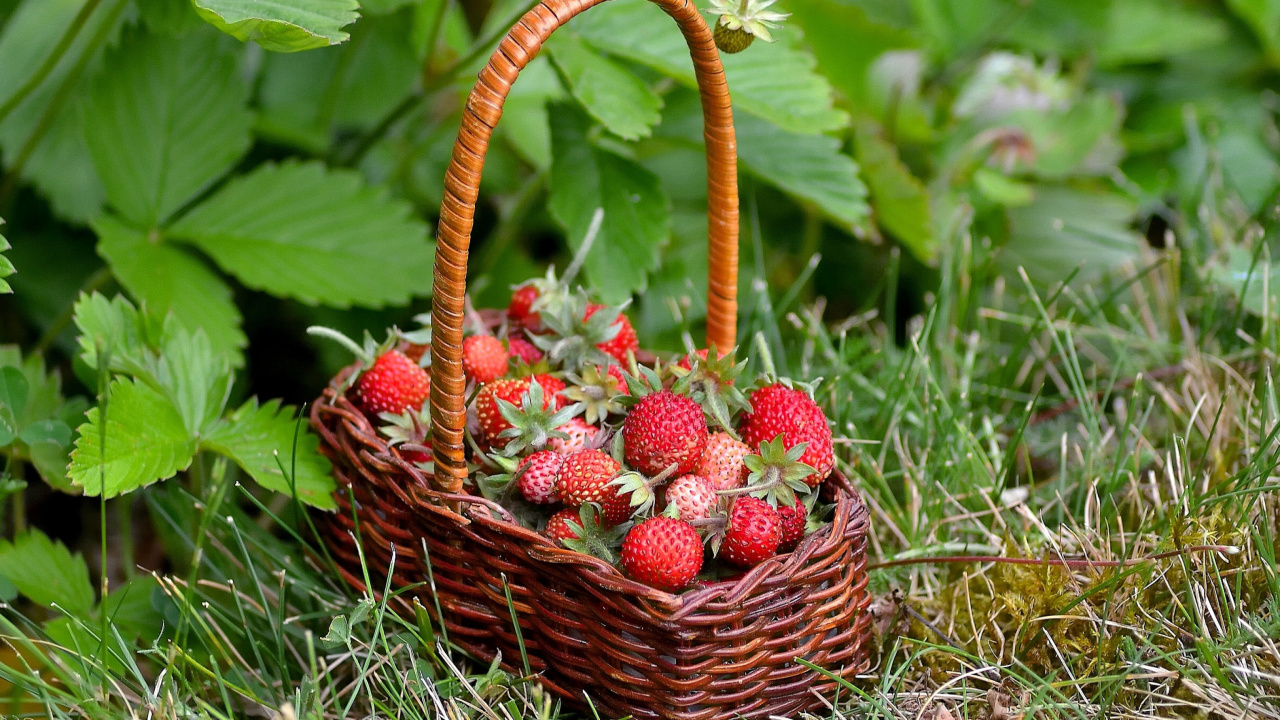 Обои Virginia Strawberry Basket 1280x720