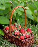 Fondo de pantalla Virginia Strawberry Basket 128x160