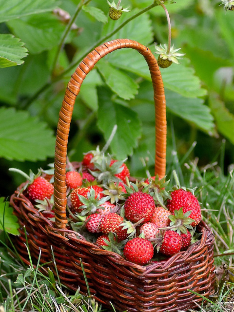 Virginia Strawberry Basket screenshot #1 480x640