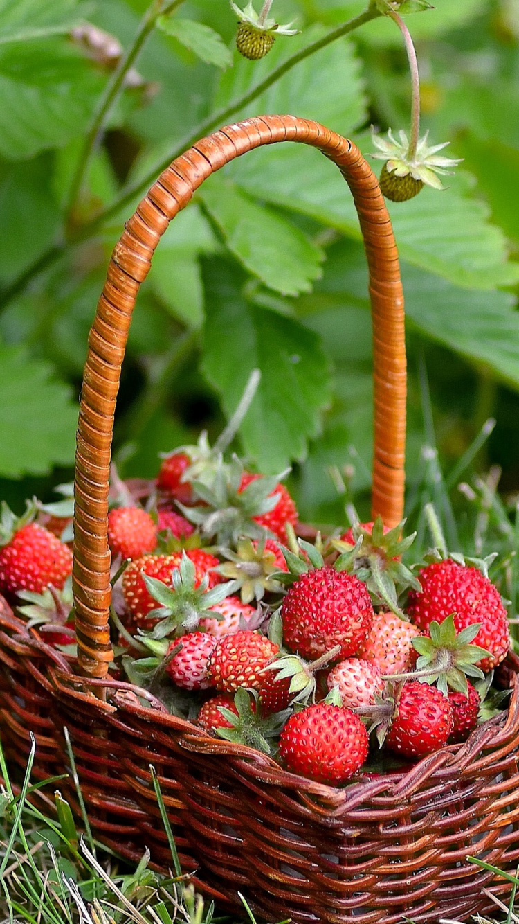 Sfondi Virginia Strawberry Basket 750x1334