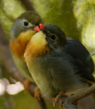 Bird Kiss - Obrázkek zdarma pro Nokia C1-02